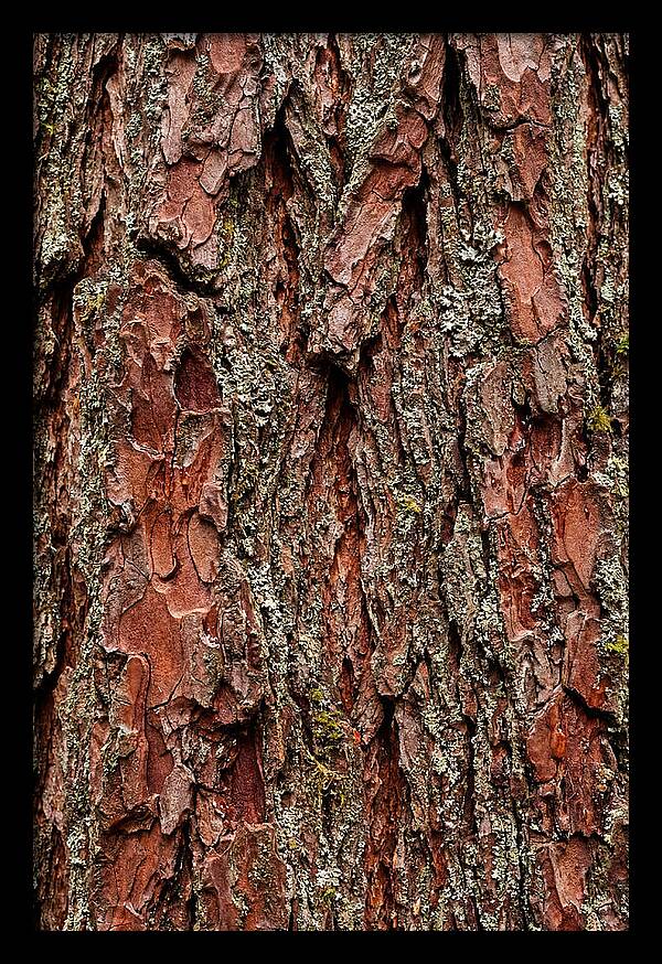Textured Redwood Bark