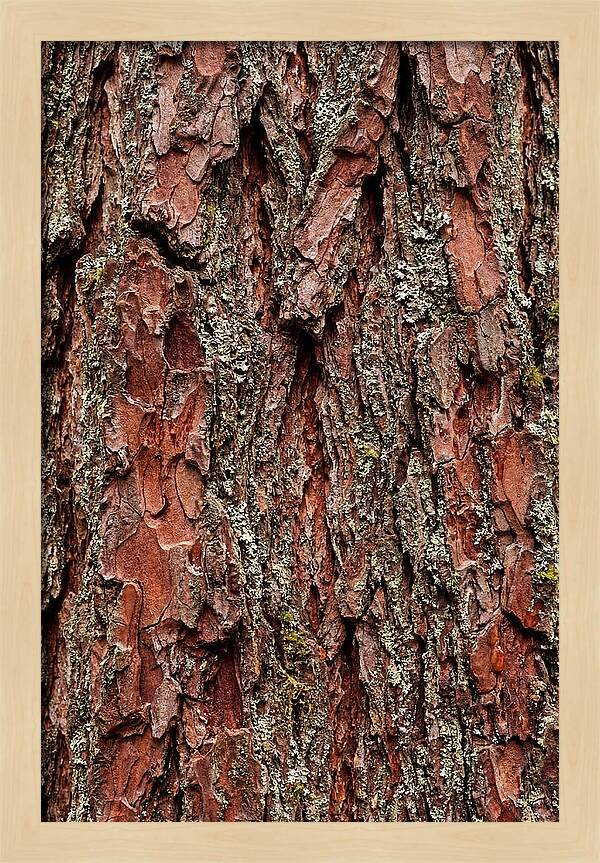 Textured Redwood Bark
