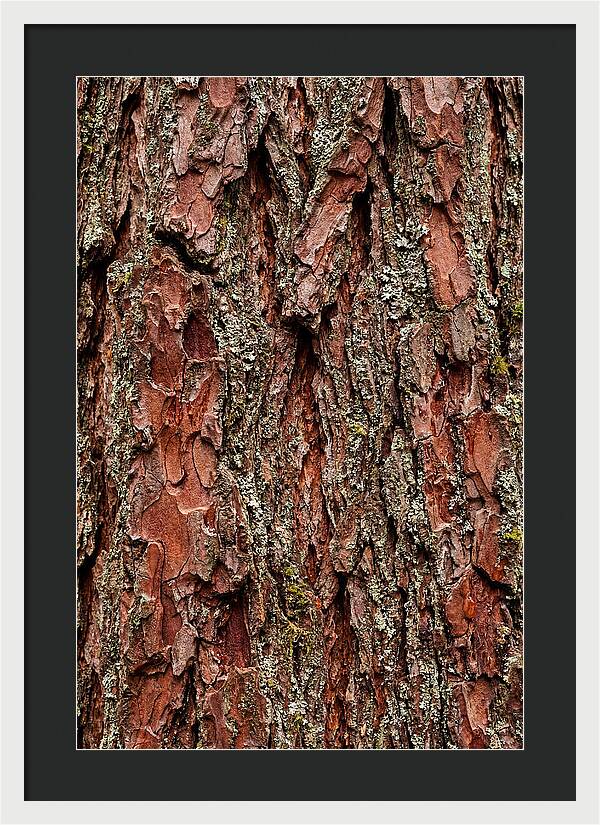 Textured Redwood Bark
