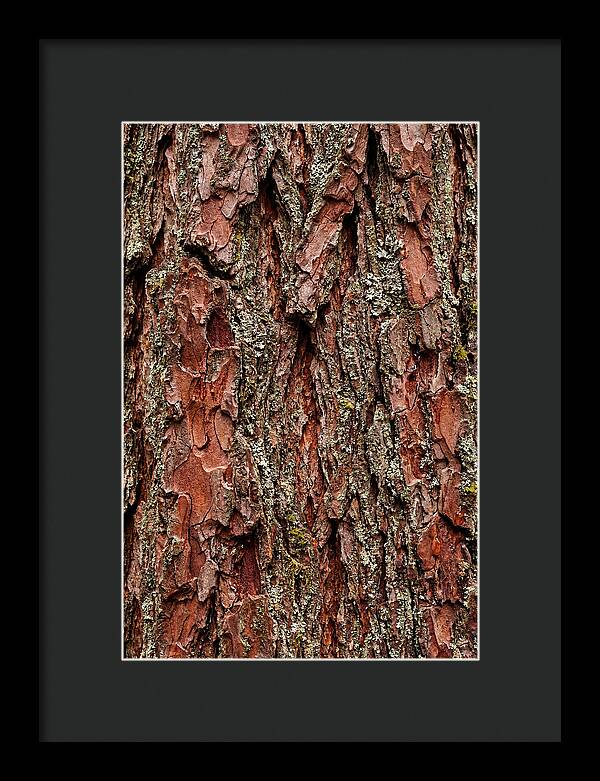 Textured Redwood Bark