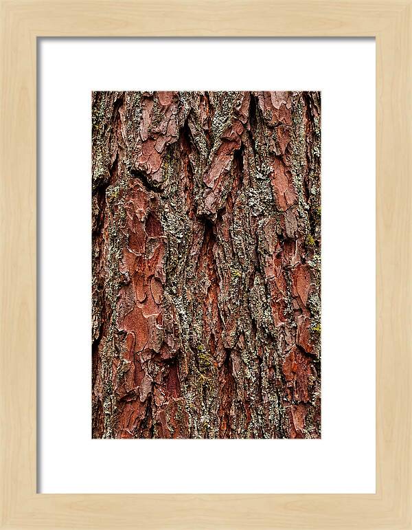 Textured Redwood Bark