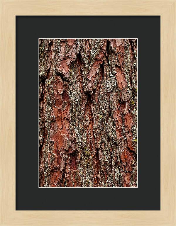 Textured Redwood Bark