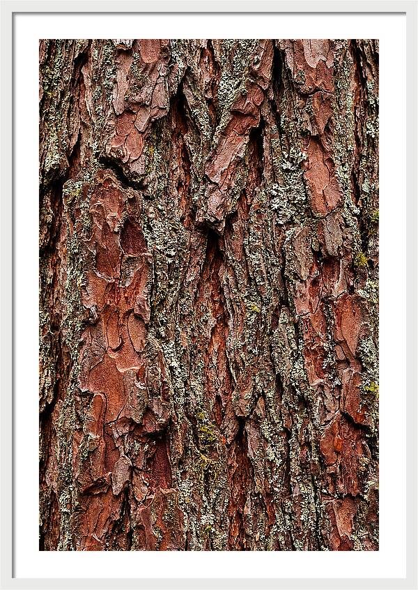 Textured Redwood Bark