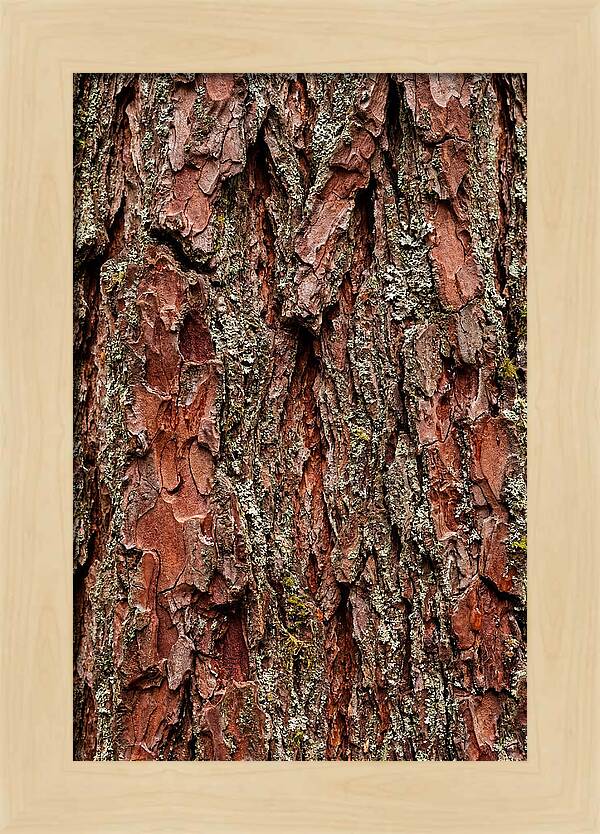 Textured Redwood Bark