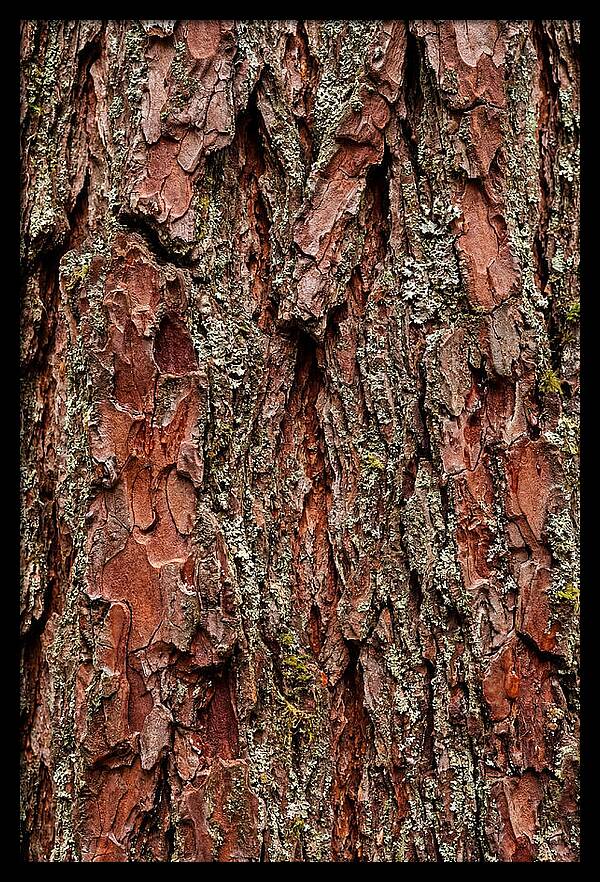 Textured Redwood Bark