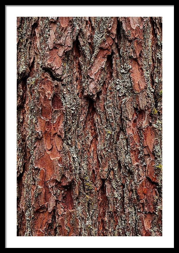 Textured Redwood Bark