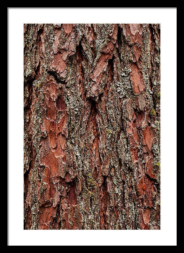 Textured Redwood Bark
