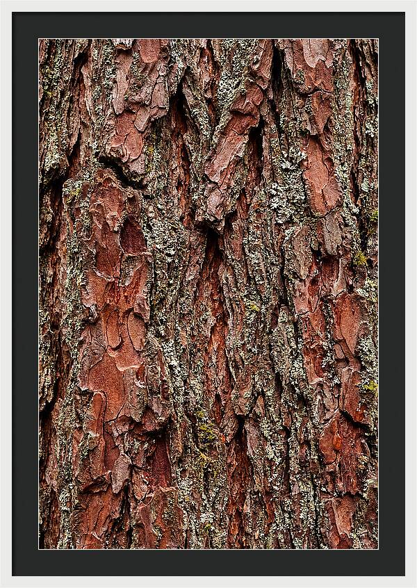 Textured Redwood Bark