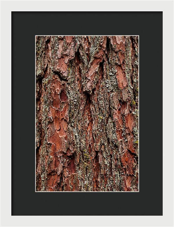 Textured Redwood Bark