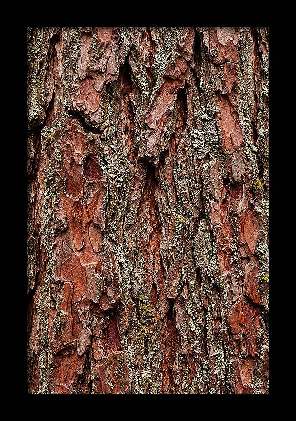 Textured Redwood Bark