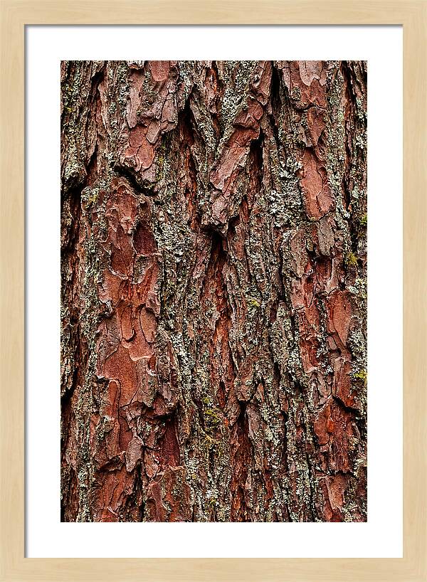 Textured Redwood Bark