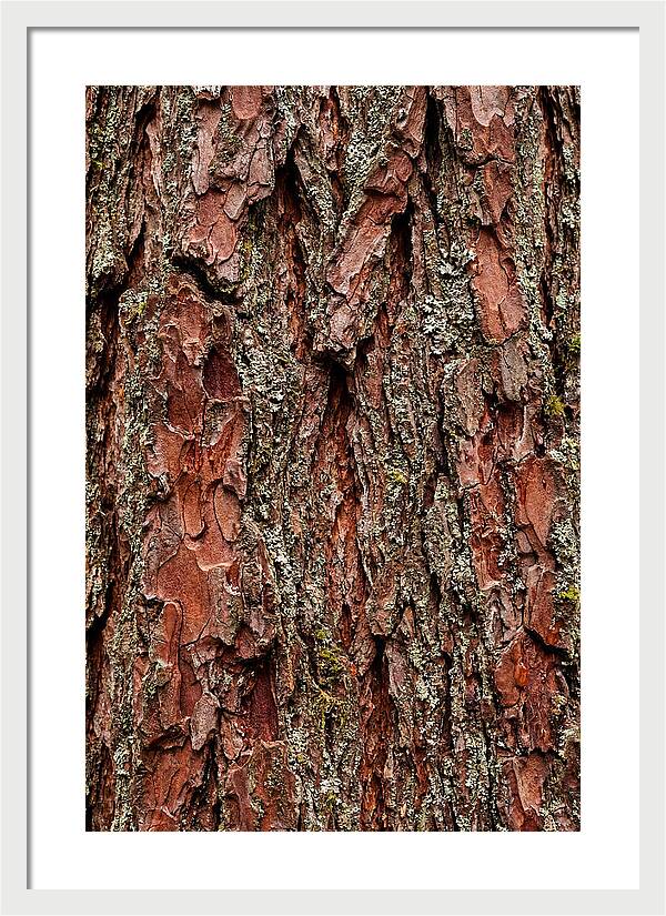 Textured Redwood Bark
