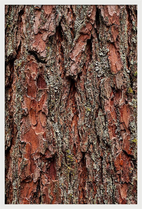 Textured Redwood Bark