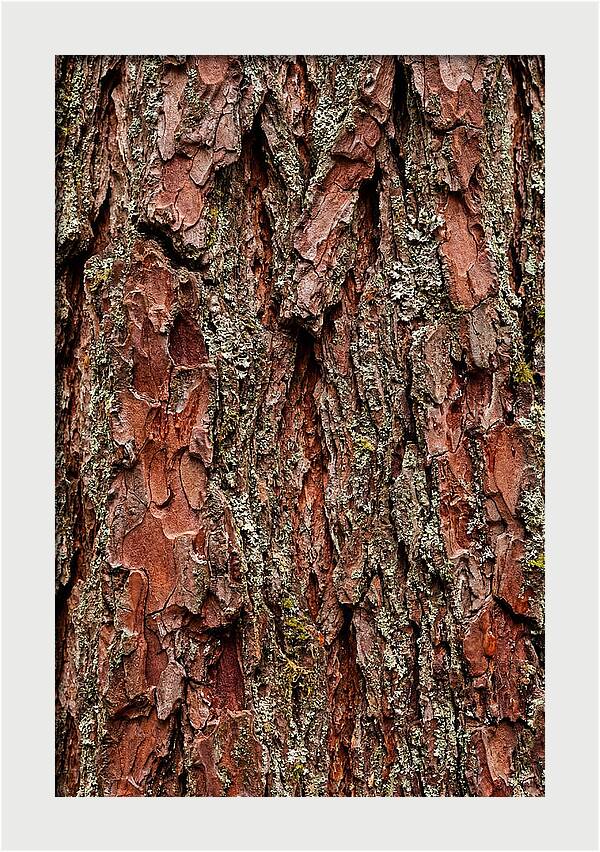 Textured Redwood Bark
