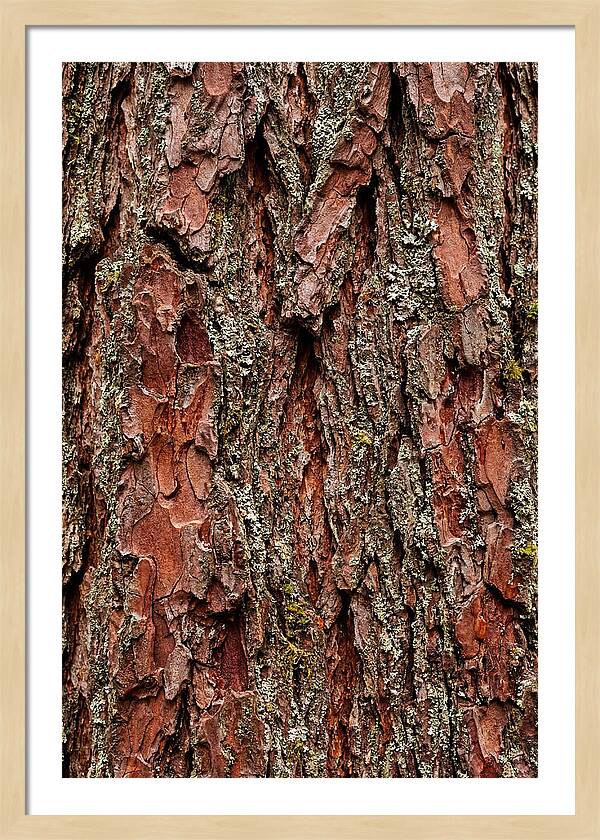 Textured Redwood Bark