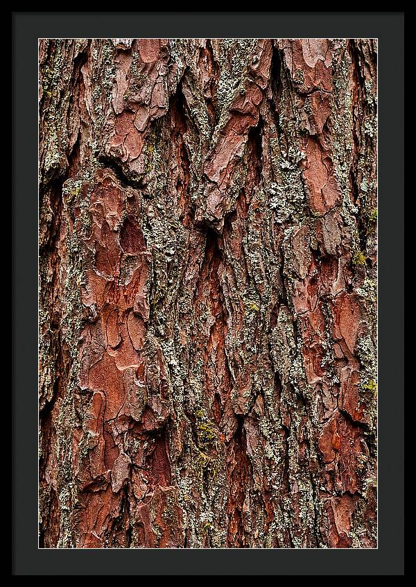 Textured Redwood Bark