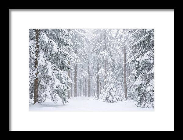 Thick Snowfall In Fir Forest