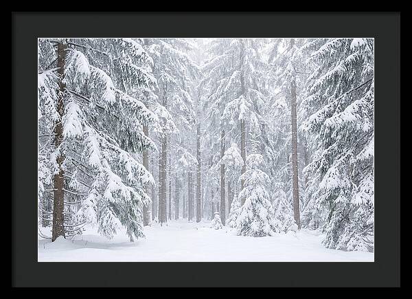 Thick Snowfall In Fir Forest