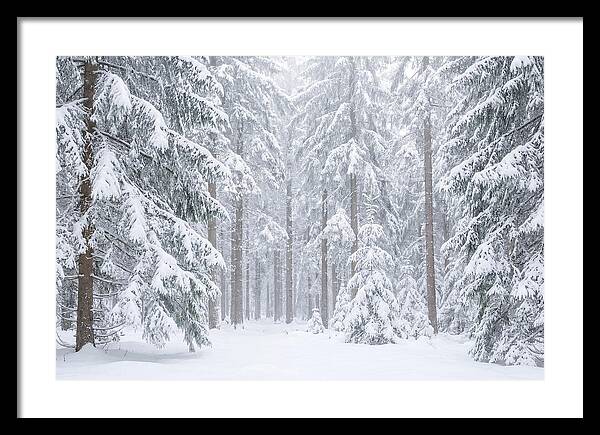 Thick Snowfall In Fir Forest