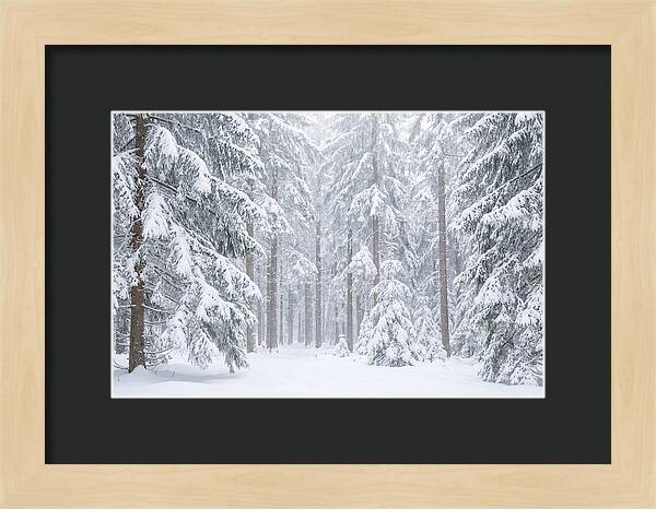 Thick Snowfall In Fir Forest
