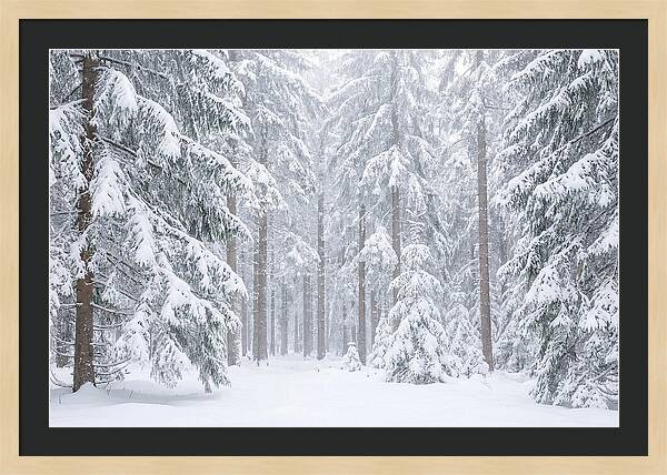 Thick Snowfall In Fir Forest