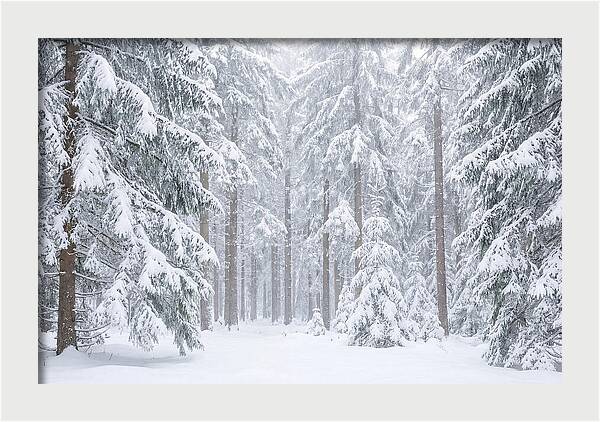 Thick Snowfall In Fir Forest