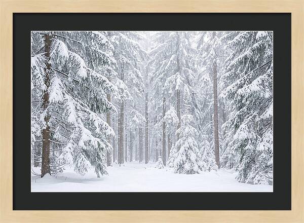 Thick Snowfall In Fir Forest