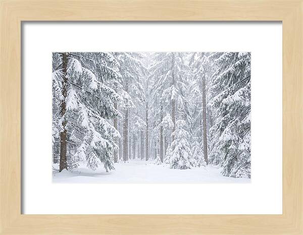 Thick Snowfall In Fir Forest