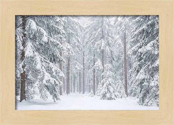 Thick Snowfall In Fir Forest