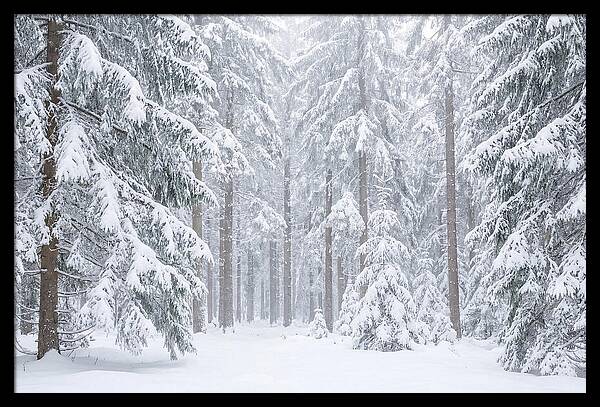 Thick Snowfall In Fir Forest