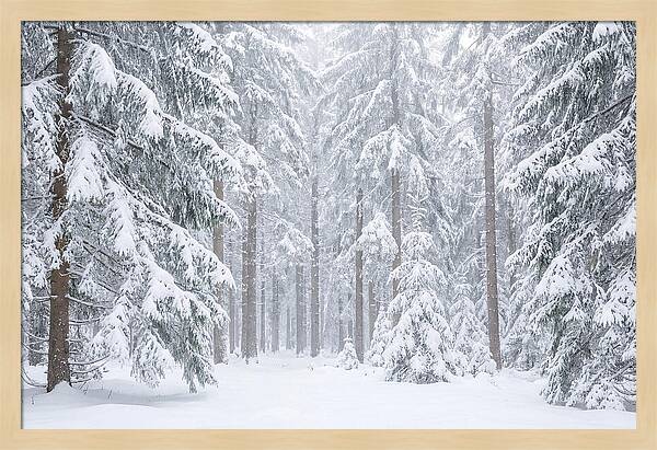 Thick Snowfall In Fir Forest
