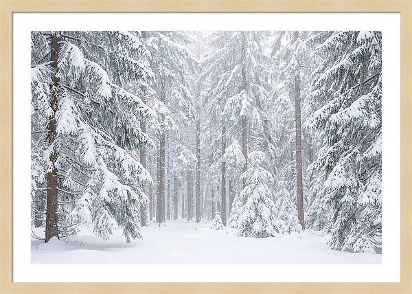 Thick Snowfall In Fir Forest