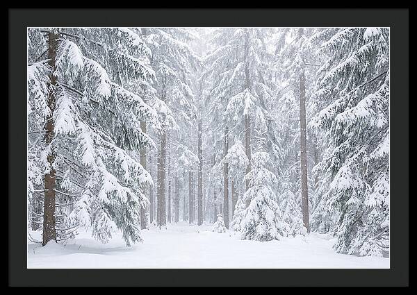 Thick Snowfall In Fir Forest