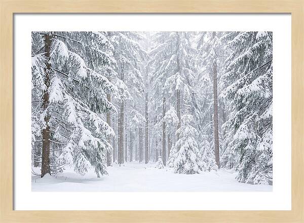 Thick Snowfall In Fir Forest