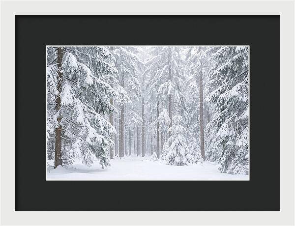 Thick Snowfall In Fir Forest