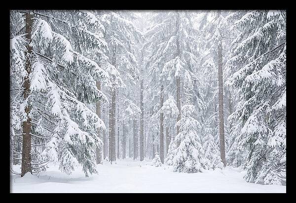 Thick Snowfall In Fir Forest