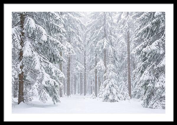 Thick Snowfall In Fir Forest