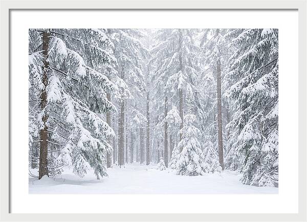 Thick Snowfall In Fir Forest