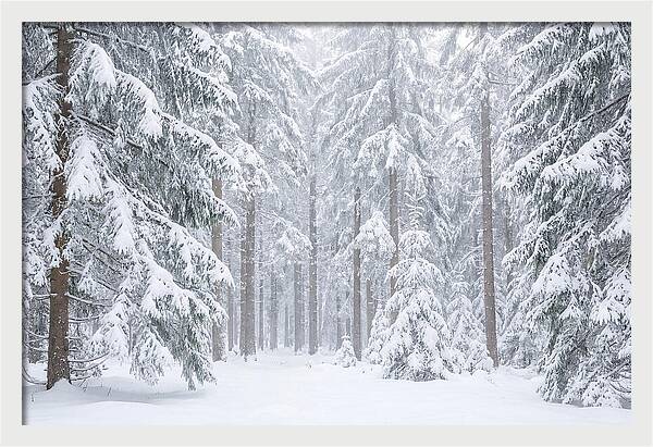 Thick Snowfall In Fir Forest