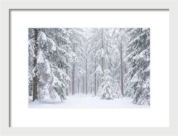 Thick Snowfall In Fir Forest