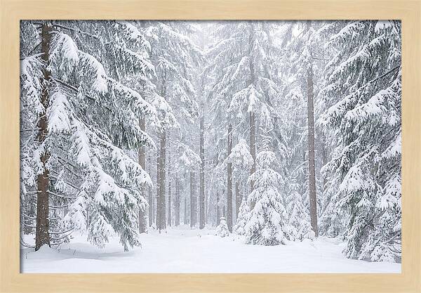 Thick Snowfall In Fir Forest