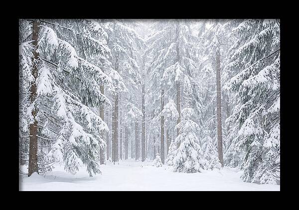 Thick Snowfall In Fir Forest