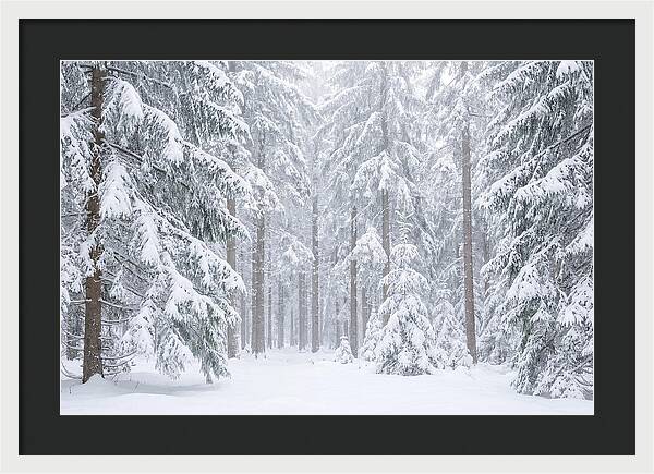 Thick Snowfall In Fir Forest