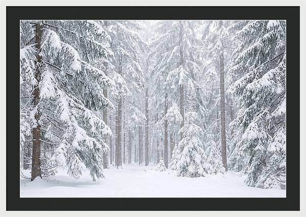 Thick Snowfall In Fir Forest