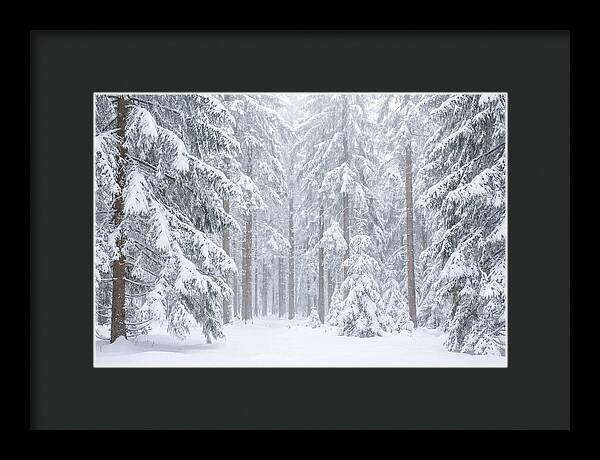 Thick Snowfall In Fir Forest