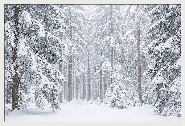 Thick Snowfall In Fir Forest