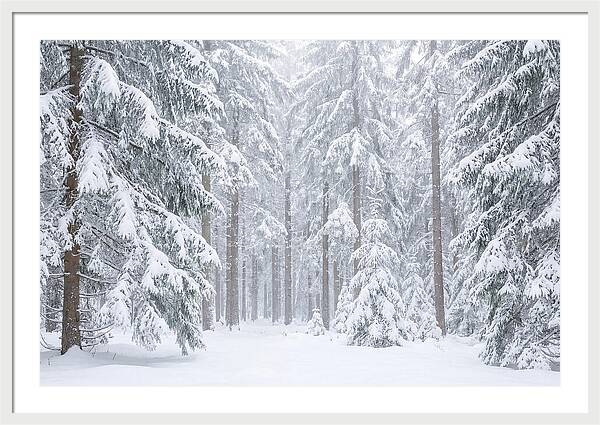 Thick Snowfall In Fir Forest