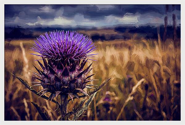 Thistle Flower Head In Vivid Purple