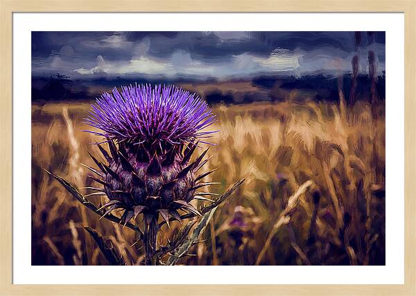 Thistle Flower Head In Vivid Purple