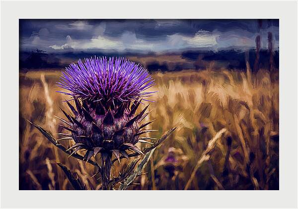 Thistle Flower Head In Vivid Purple